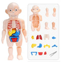 Brinquedo Educativo Crizz™ - Anatomia do Corpo Humano - Decristian