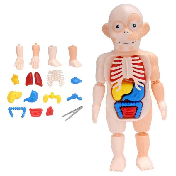 Brinquedo Educativo Crizz™ - Anatomia do Corpo Humano - Decristian